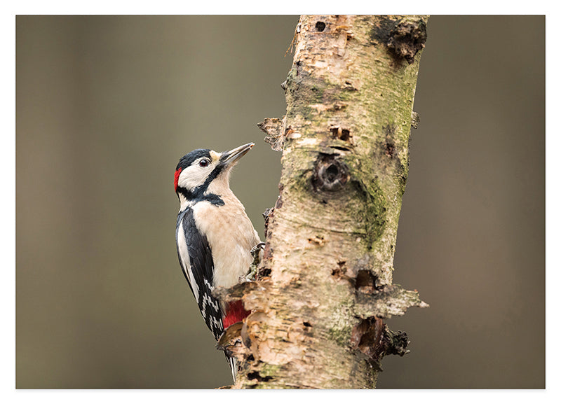 Specht am Baum