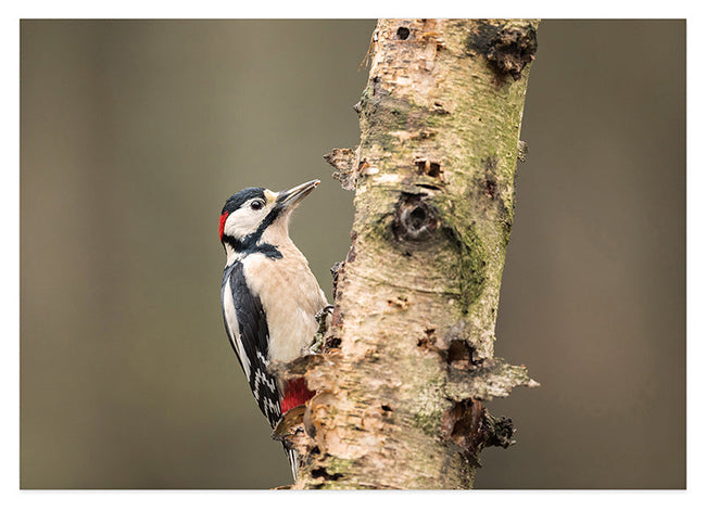 Specht am Baum Hover Image