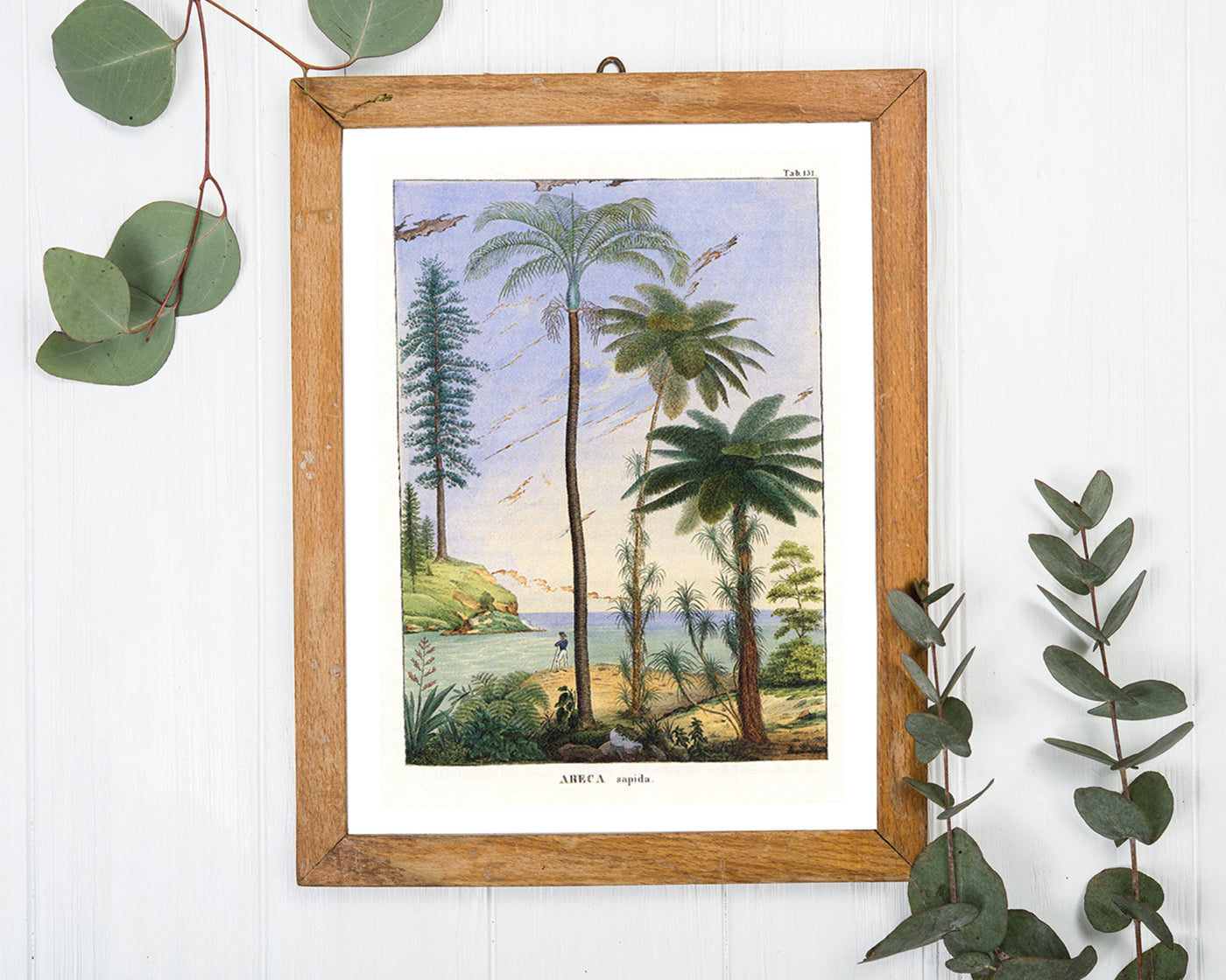 Areca Sapida - Tropische Landschaft