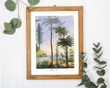 Areca Sapida - Tropische Landschaft