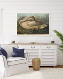 John James Audubon - Wildgans