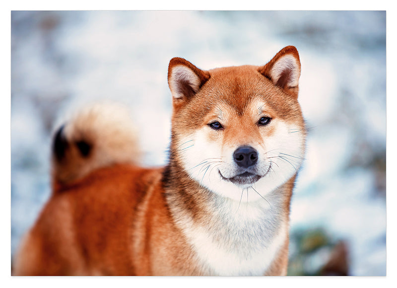 Shiba Inu