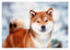Shiba Inu