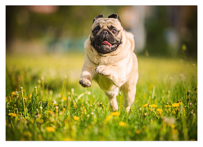 Rennender Mops Hover Image