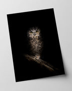 Eule auf schwarzem Hintergrund