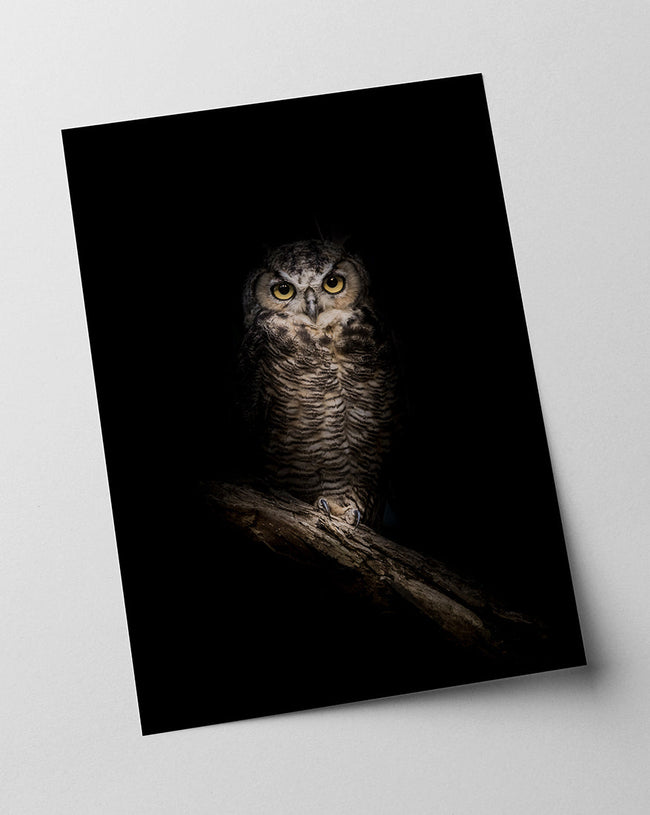 Eule auf schwarzem Hintergrund Main Image