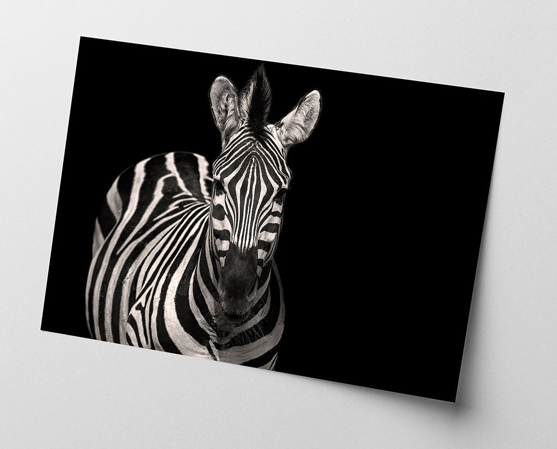 Zebra auf schwarzem Hintergrund