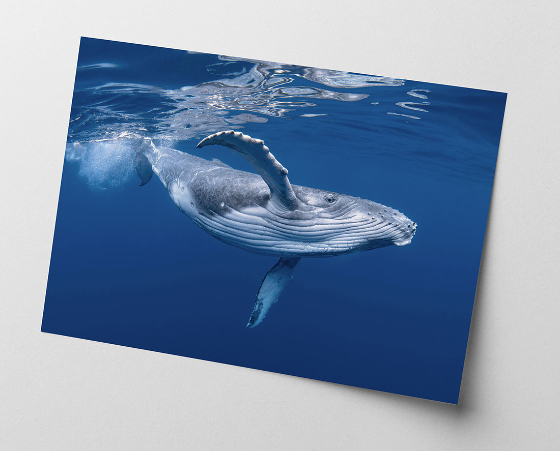 Blauwal unter Wasser