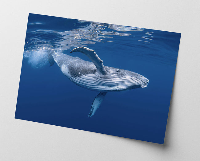 Blauwal unter Wasser Main Image