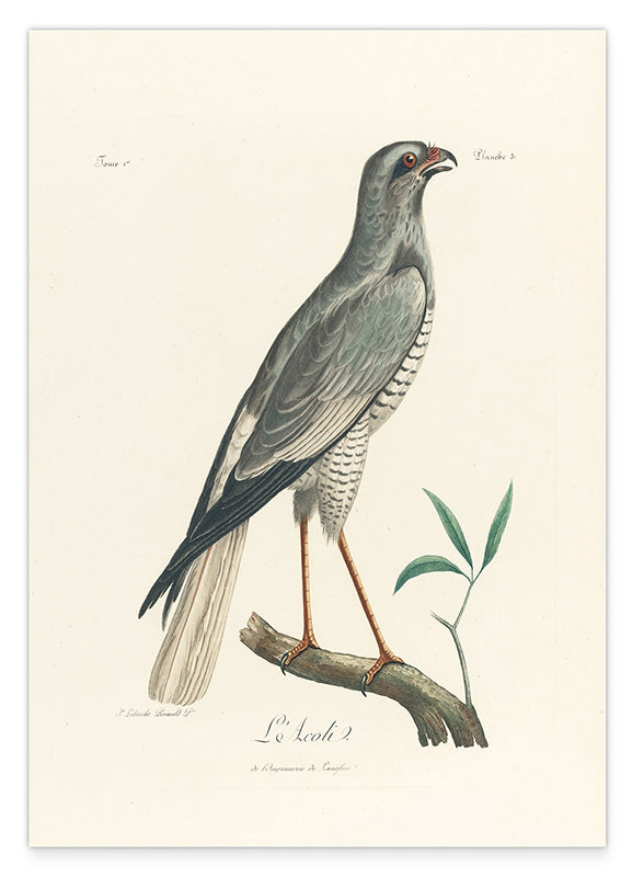 François Levaillant - Grauer Vogel Hover Image