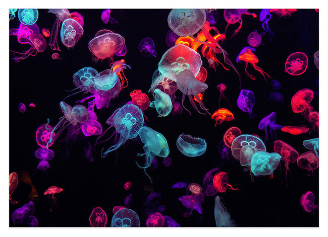 Bunte Quallen Hover Image