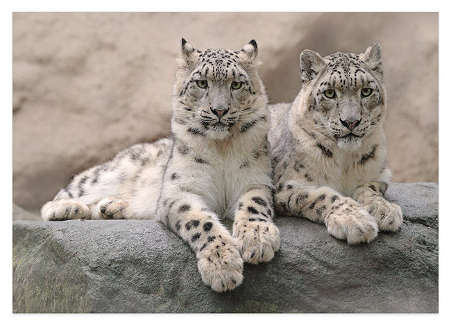Schneeleoparden Hover Image