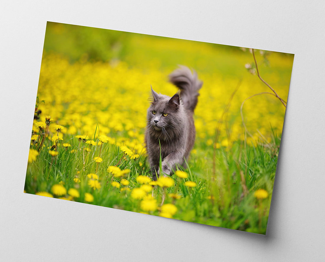 Katze in Blumenwiese