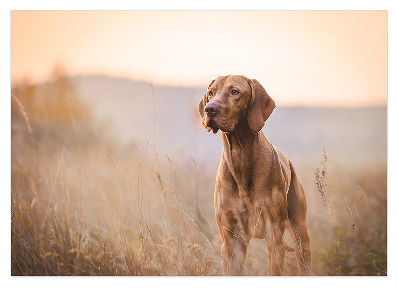 Jagdhund in der Natur