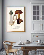 Pilzstudie: Netzstieliger Hexen-Röhrling und Gemeine Stinkmorchel