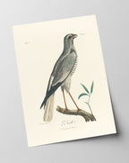 François Levaillant - Grauer Vogel