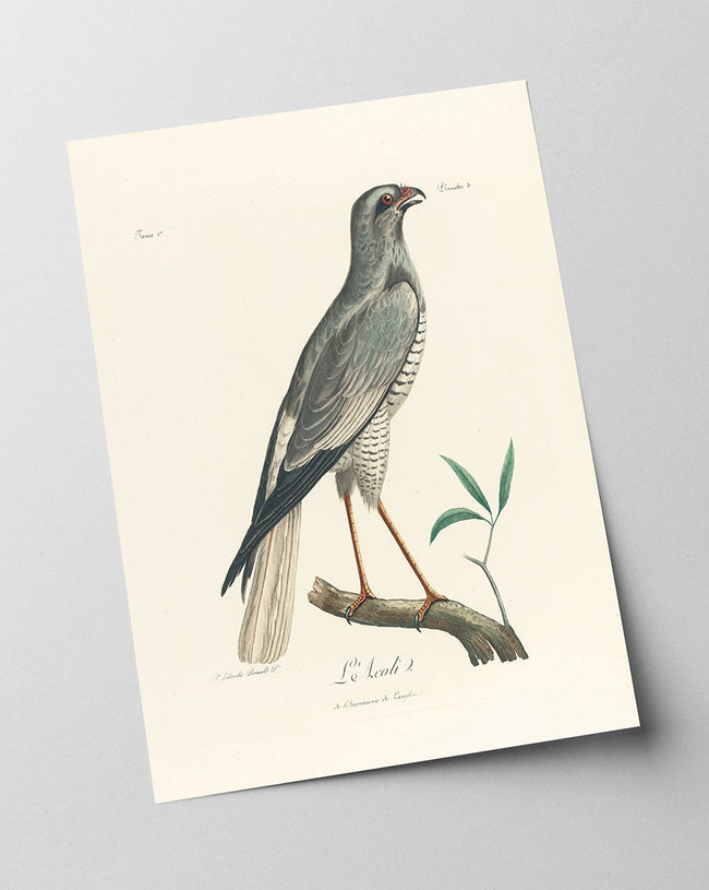 François Levaillant - Grauer Vogel Main Image