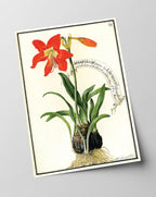 Amaryllis - Rote Belladonnalilie