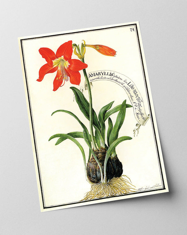 Amaryllis - Rote Belladonnalilie Main Image