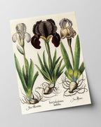 Iris-Blumen
