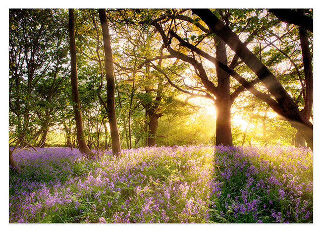 Blumen im Wald Hover Image