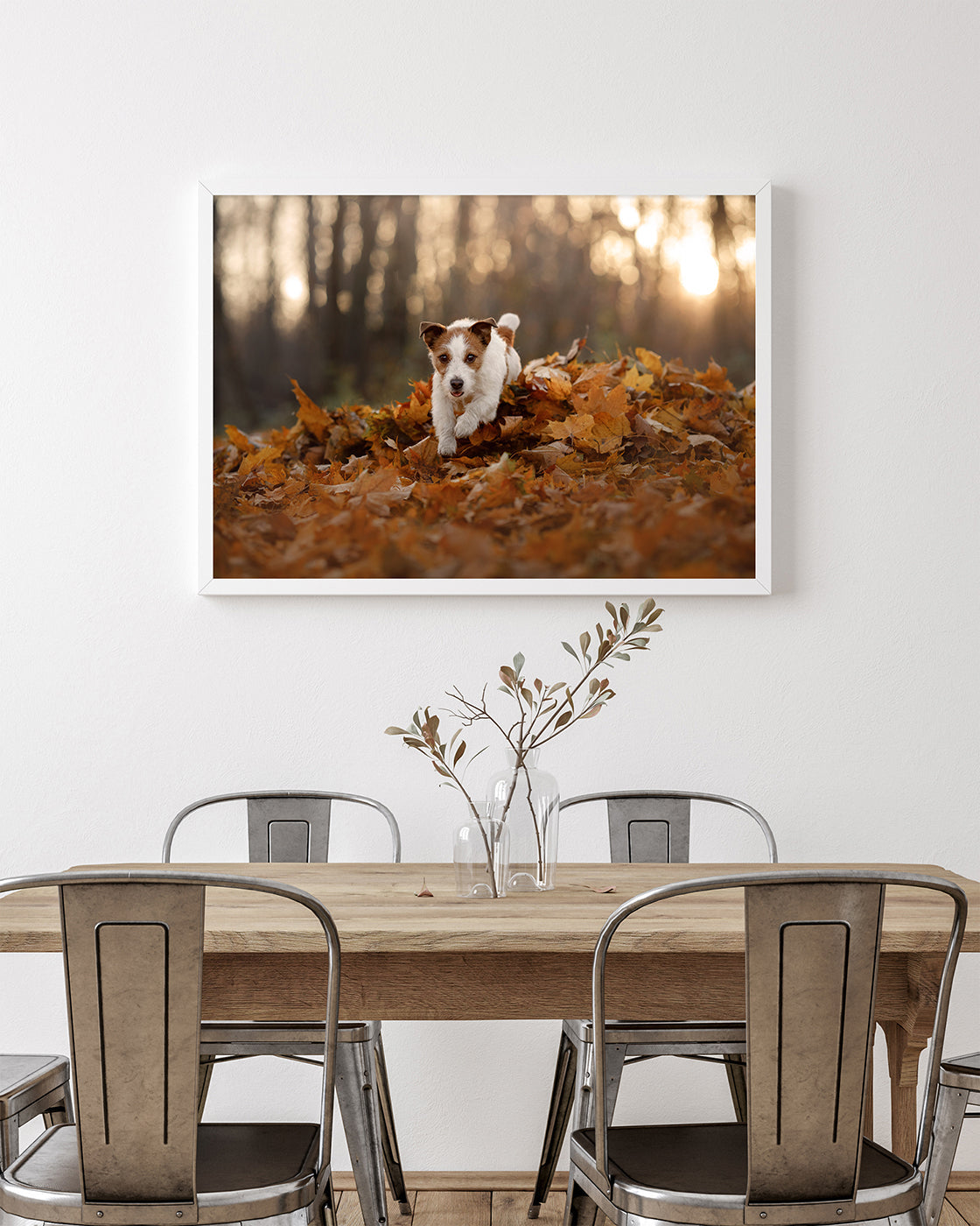 Jack Russel Terrier im Laub