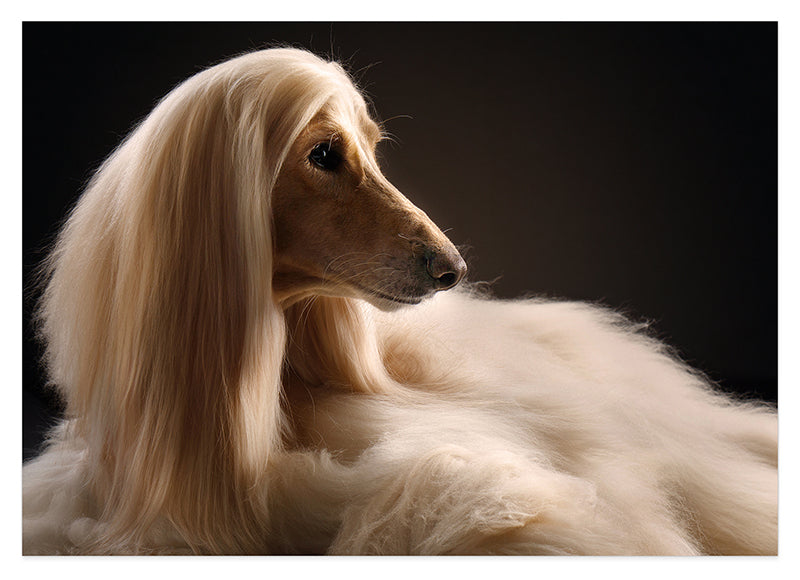 Eleganter Afghanen-Windhund