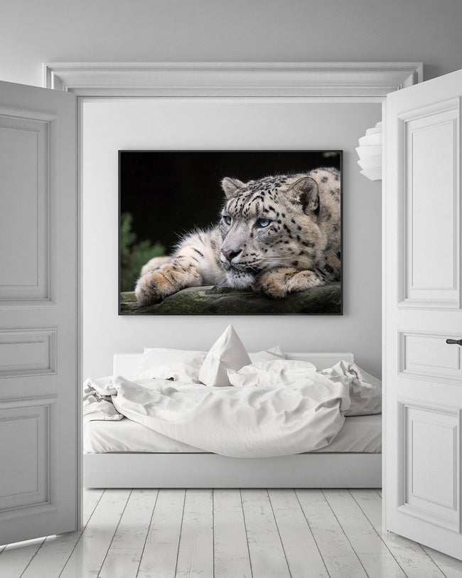 Schneeleopard Hover Image