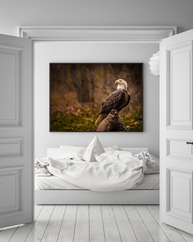 Weißkopfsee-Adler Main Image