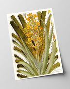 Bromelia Chrysantha - gelbe Blüten