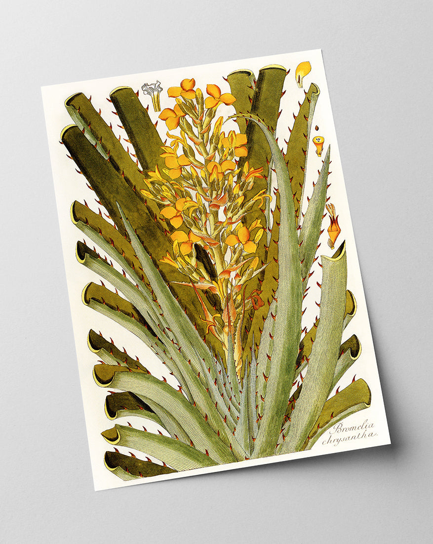 Bromelia Chrysantha - gelbe Blüten