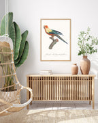 François Levaillant - Bunter Paradiesvogel