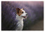 Jack Russel Terrier im Lavendel