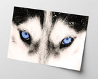 Blaue Husky-Augen