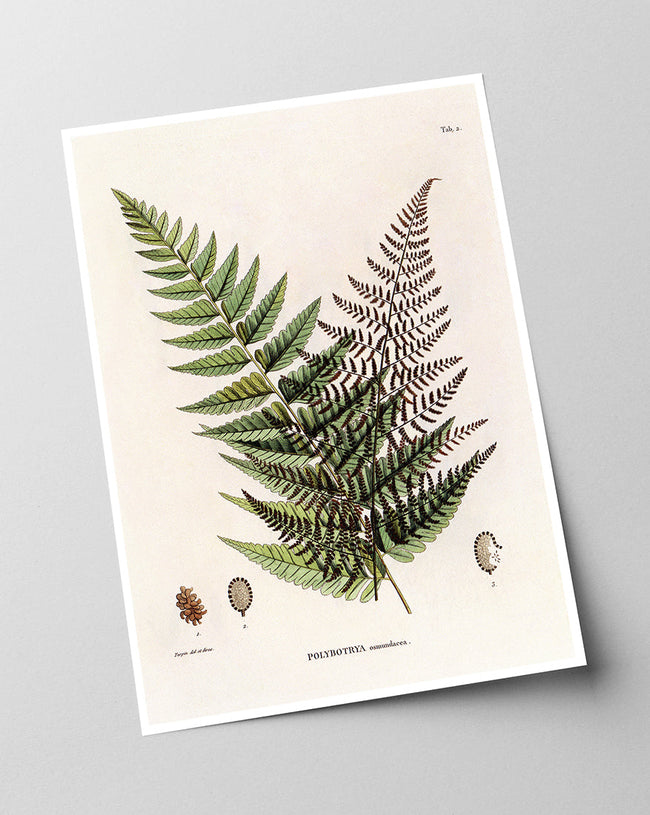 Polybotrya Osmundaceae - Zierpfeffer Main Image