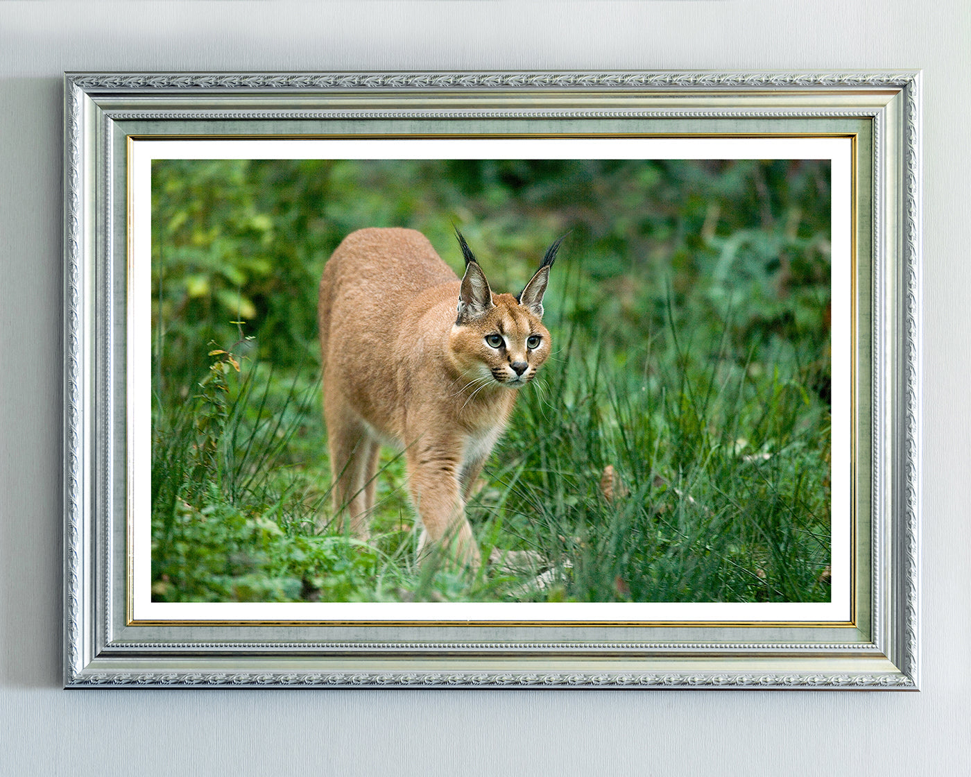 Karakal - Großkatze