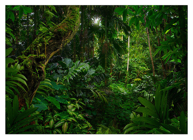 Regenwald Hover Image