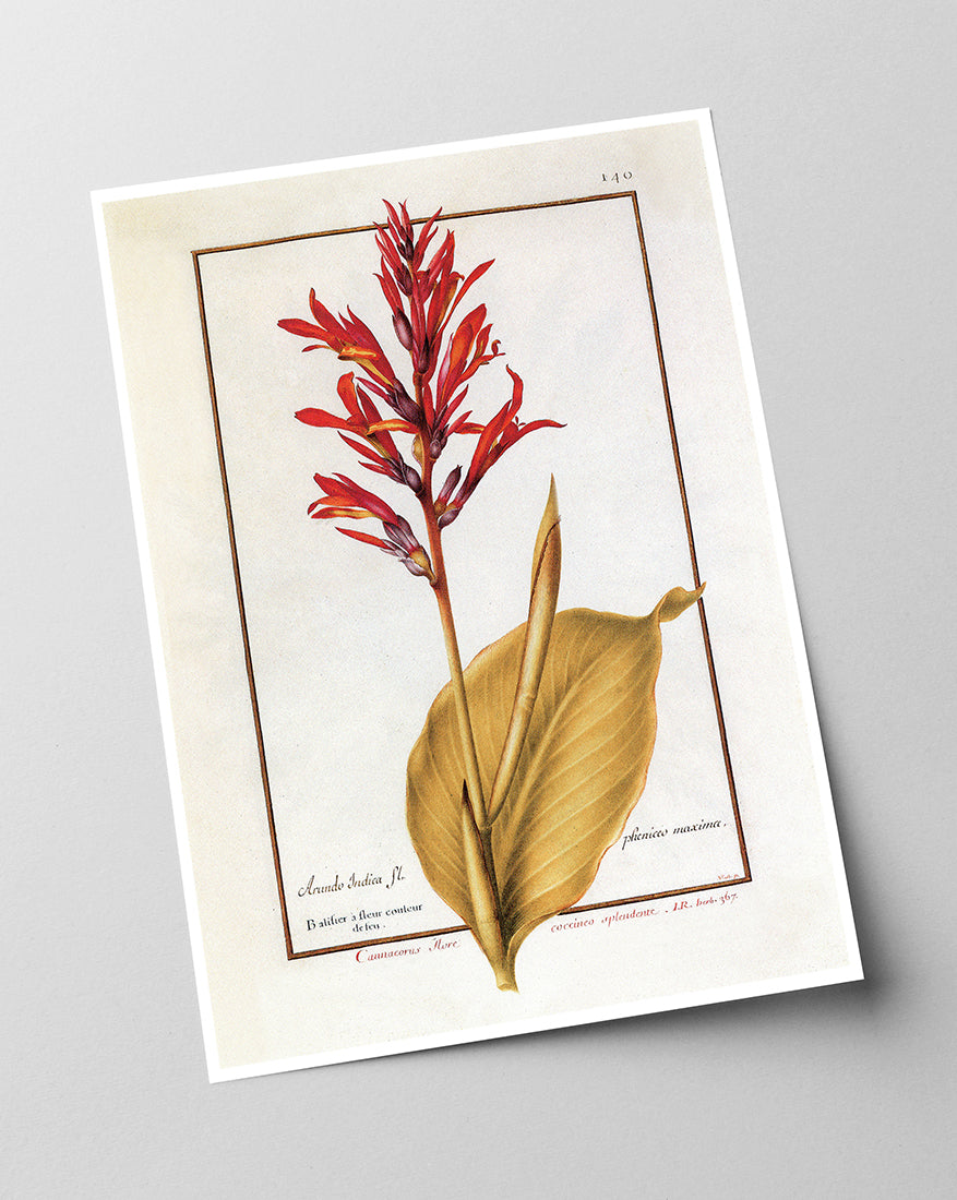 Arundo Indica - Pfahlrohr mit roten Blüten