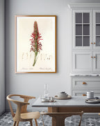 Pitcairnia - Pflanze mit roten Blüten