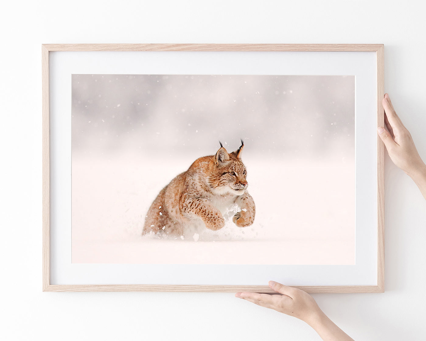 Springender Luchs im Schnee