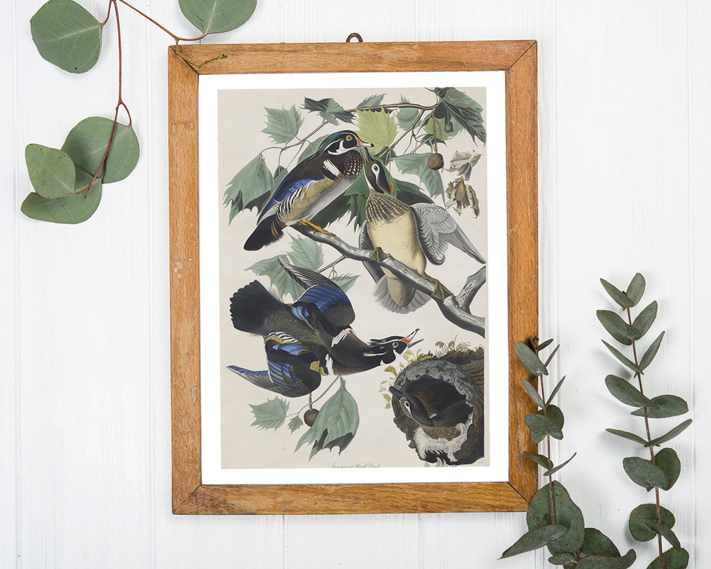 John James Audubon - Enten auf Baum