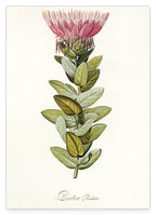 Protea Radiata - Königsprotea mit roter Blüte