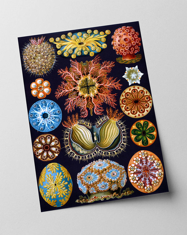 Ernst Haeckel - Ascidian Main Image