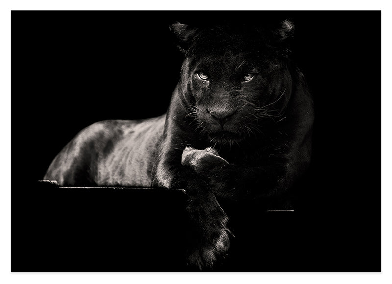 Schwarzer Panther auf schwarzem Hintergrund