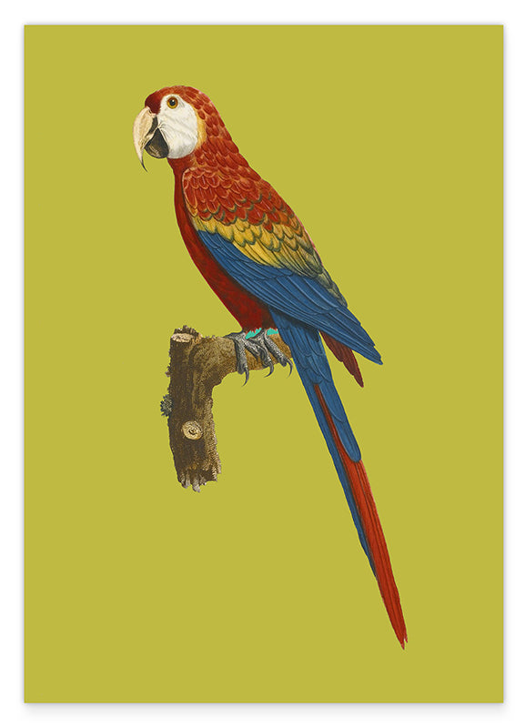 François Levaillant - Roter Ara