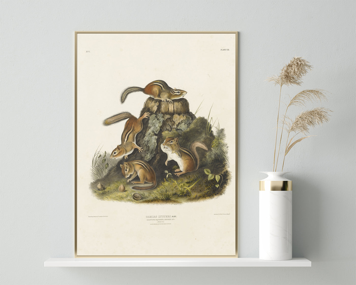 John James Audubon - Streifenhörnchen am Baumstamm