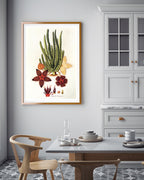 Stapelia Hircosa - Stapelien in Sternform