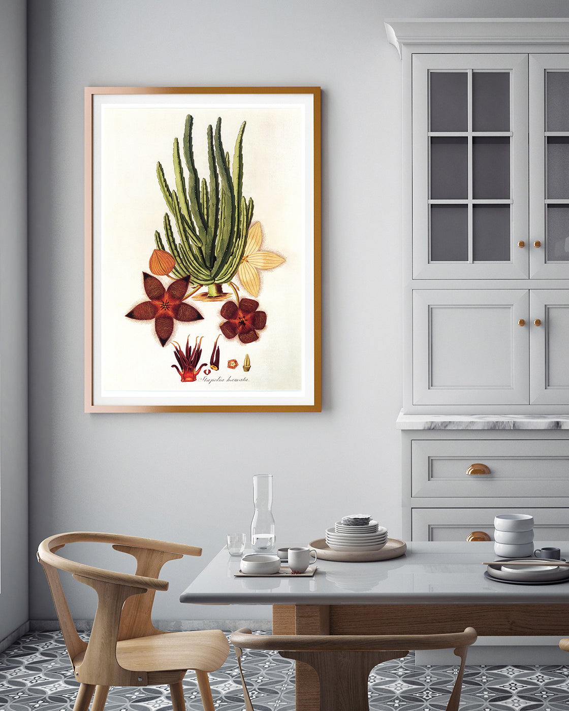 Stapelia Hircosa - Stapelien in Sternform