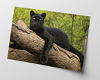 Schwarzer Panther auf einem Baum