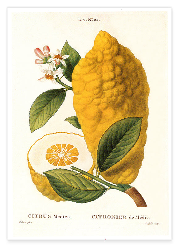 Citrus Medica - Zitrone am Zweig